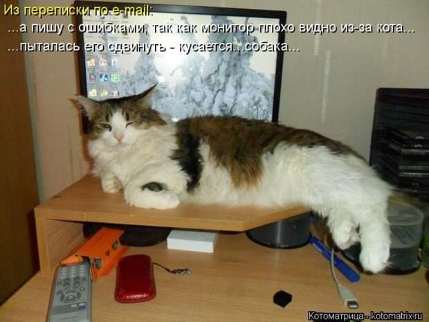 Новые котоматрицы за неделю