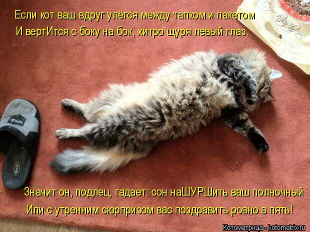 Котоматрица: Если кот ваш вдруг улёгся между тапком и пакетом И вертИтся с боку на бок, хитро щуря левый глаз, Значит он, подлец, гадает: сон наШУРШить ваш 