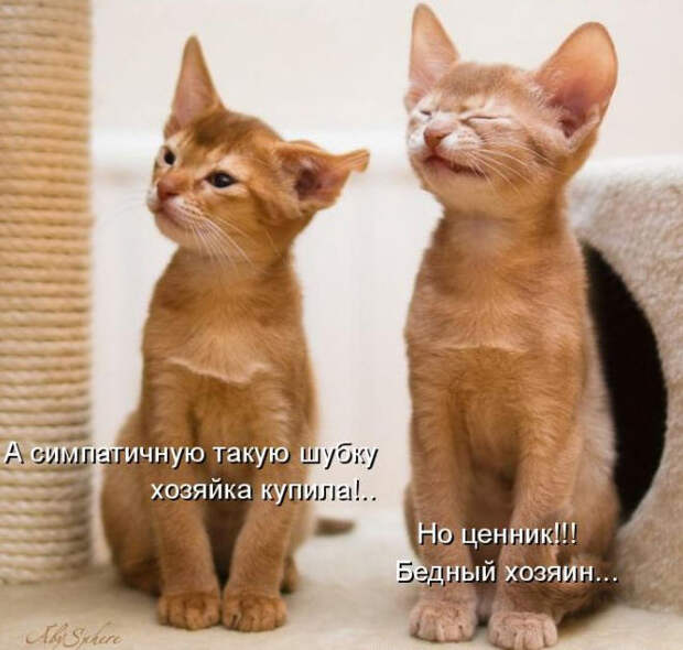 Смешные животные из КотоМатрицы (49 шт.)