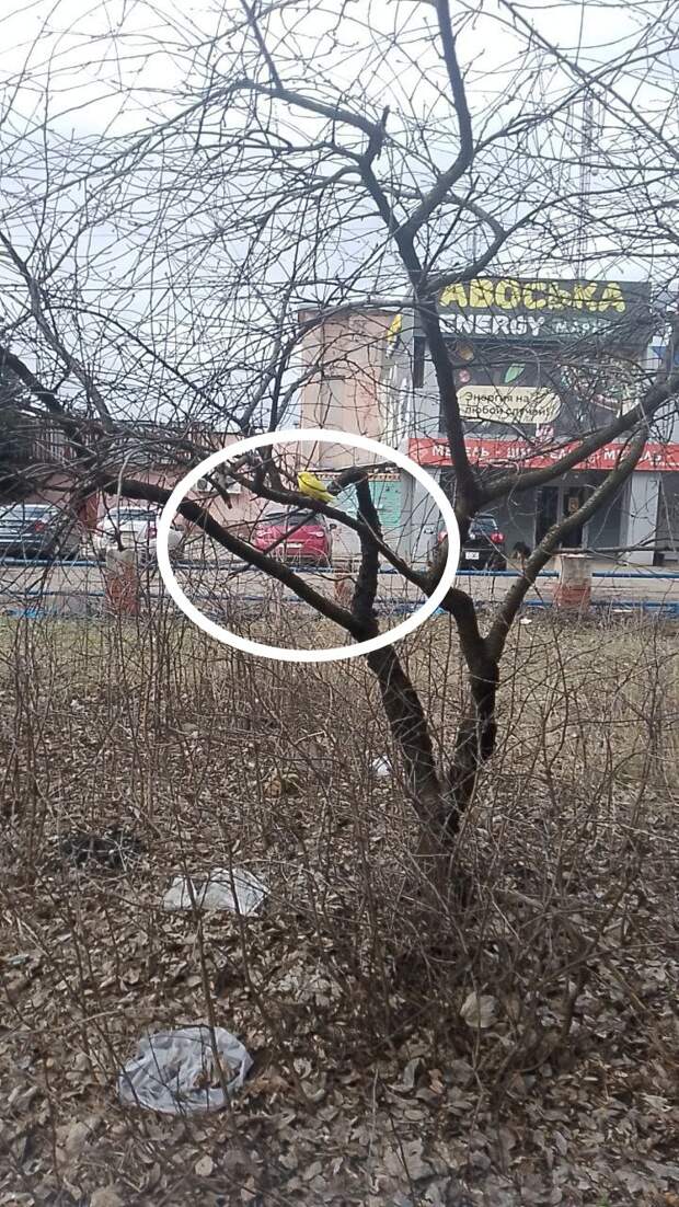 Чей то попугай на Текстильщике