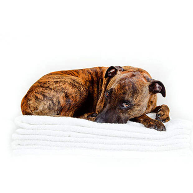 каким командам можно научить собаку