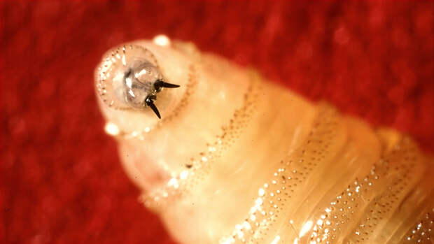 Тревожное возвращение. Плотоядный паразит, истребленный полвека назад, вновь угрожает Северной Америке