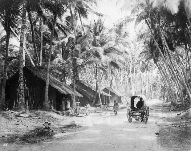 Редчайшие фотографии о повседневной жизни Шри-Ланки в 1880-х годах 6