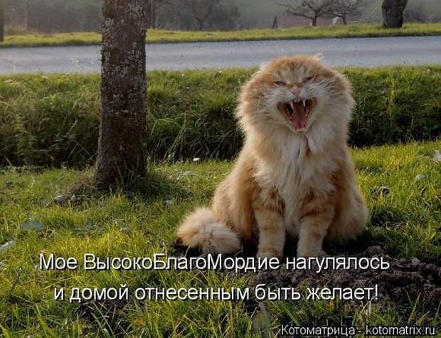 Лучшие котоматрицы недели