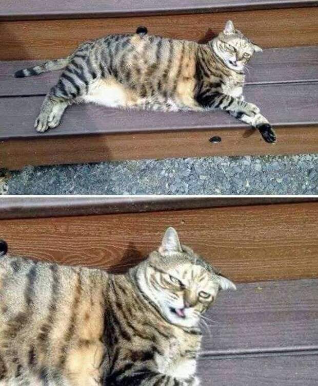 Юмор в фотографиях Юмор в фотографиях