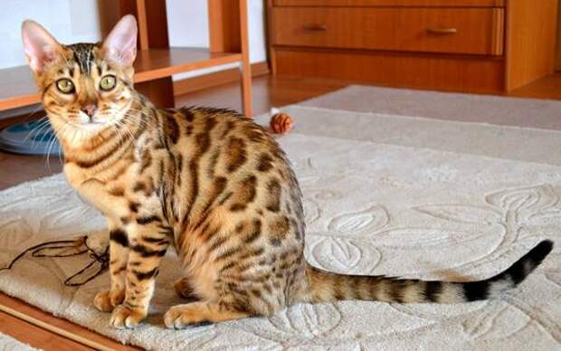 Самые дорогие кошки коты в мире Бенгальская кошка, фото породы кошек фотография