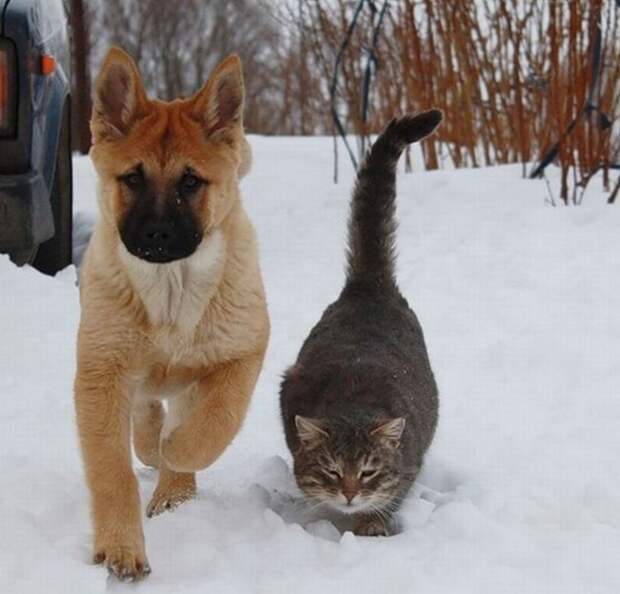 Забавные фотографии дружбы собак и кошек