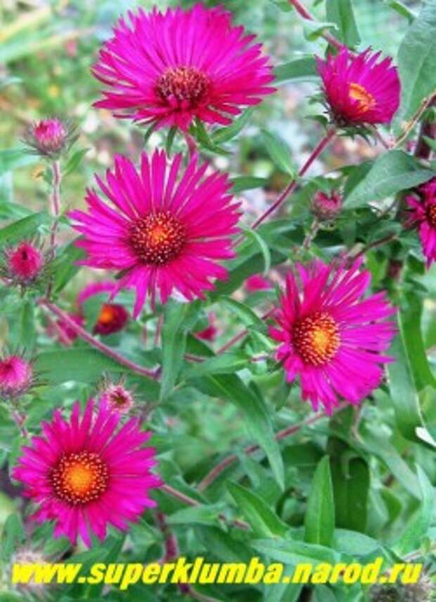 АСТРА НОВО-АНГЛИЙСКАЯ "Рубиншварц" (Aster novae-angliae ''Rubinschatz'' ) яркая малиновая с золотисто-малиновым центром осенняя астра , диаметр цветка 3-4см, высота до 1,8 м, хорошо декорирует неприглядные места в саду, цветет до сильных заморозков с августа-октябрь, ЦЕНА 100 руб