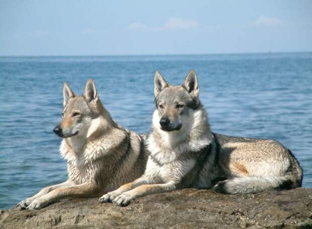 Wolf Dog Breeds List - Viewing Gallery