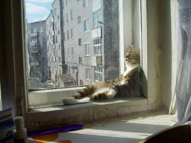 Немного спящих котов коты, милота, сон