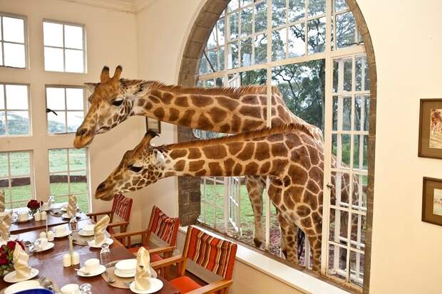 Завтрак с жирафами в необычном отеле Giraffe Manor, Кения. Фото