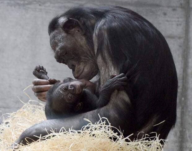 Bonobo Libosо