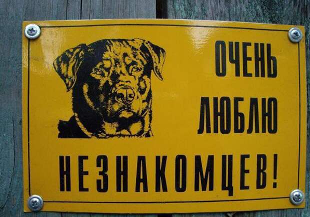 Самый общительный пес Самый общительный пес животные, прикол