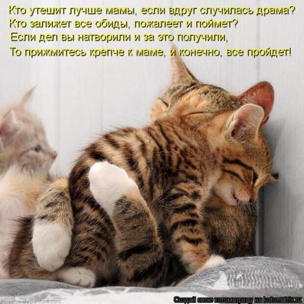 Новые крутые котоматрицы первой недели октября (50 фото) Новые крутые котоматрицы первой недели октября (50 фото)