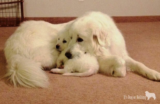 Great Pyrenees