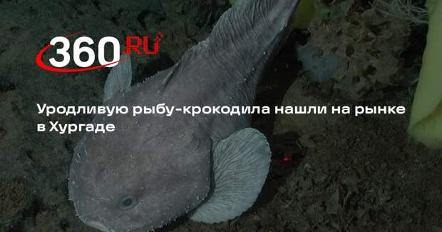 Al Masry Al Youm: посетителей рынка в Хургаде удивила похожая на крокодила рыба