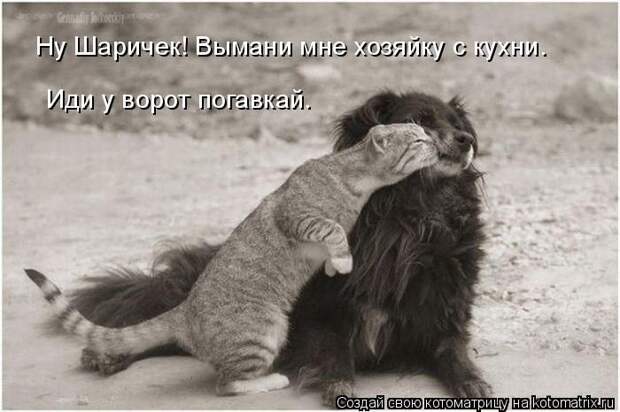 Лучшие котоматрицы недели (50 фото)