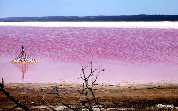 Розовое озеро в Австралии. земля, красота, пейзаж, планета