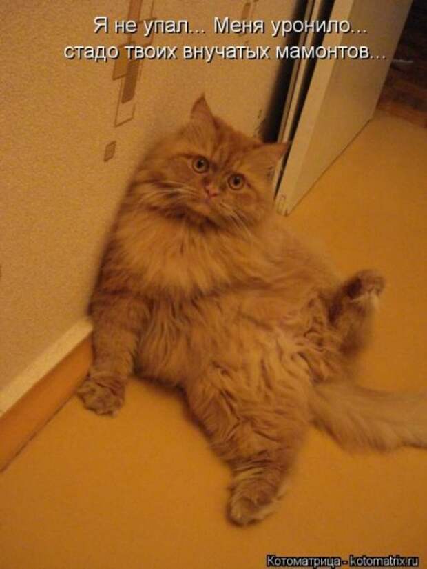 Новые юморные котоматрицы (27 шт) Новые юморные котоматрицы (27 шт)