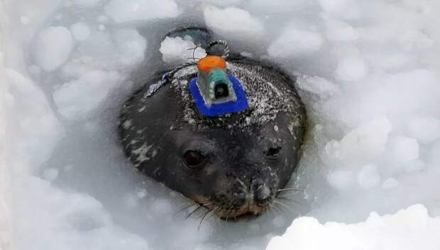 Тюлень помогает ученым собирать видеоданные