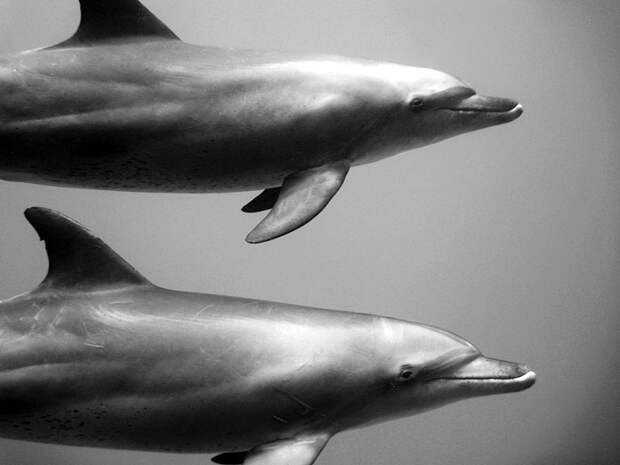 underwater-animal-photography-by-jorge-cervera-hauser-11
