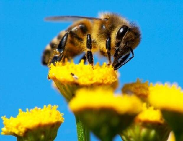 Топ-10: Удивительные факты о медоносных пчёлах