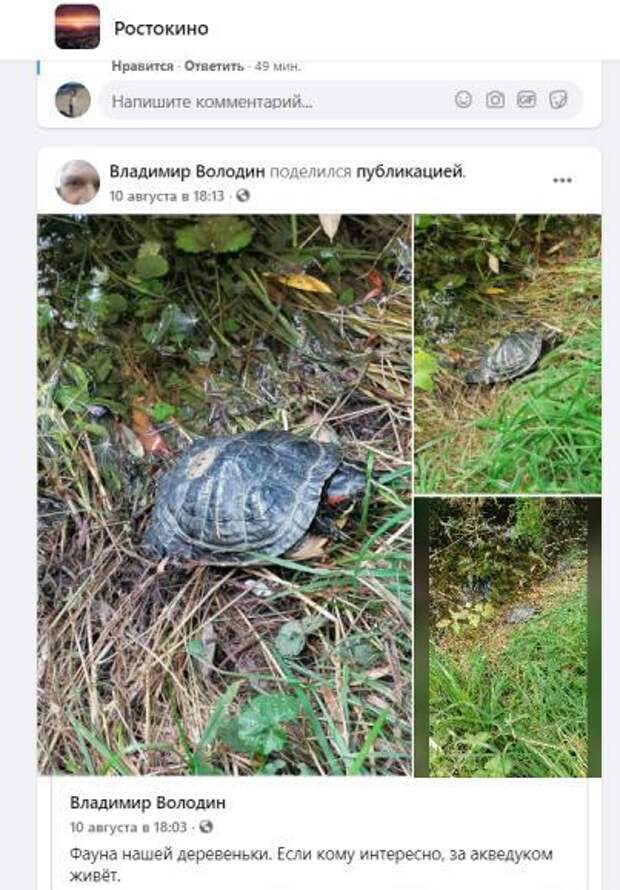 Фото дня: красноухая черепаха поселилась за акведуком