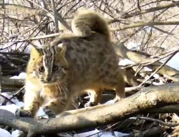 Хитрый лесной кот отобрал ужин у выдры в Приморье