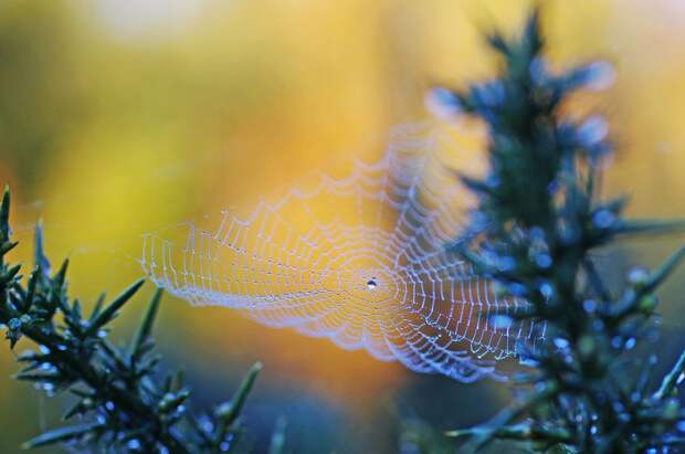 15 интересных фактов о пауках