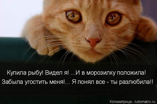 Лучшие котоматрицы недели