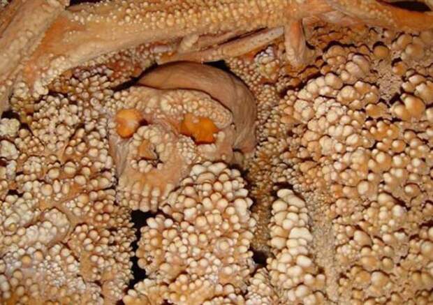 7. Образец ДНК (150,000 лет) археология, история, находки, факты