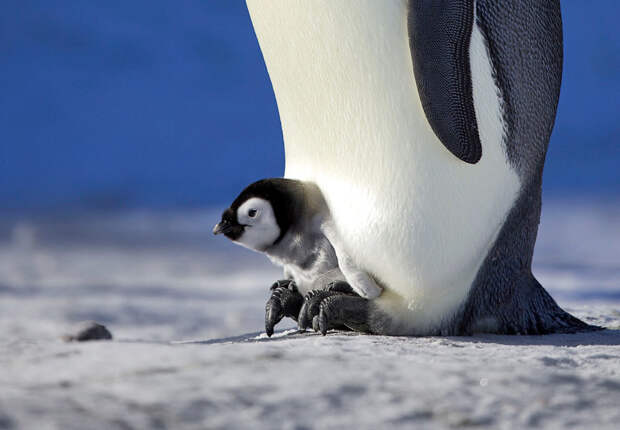 Как греются пингвины антарктида, животные, пингвины, фото