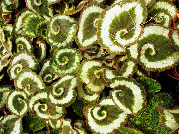 Perfect-Geometric-Patterns-In-Nature10__880