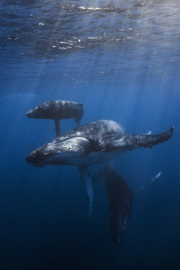 Удивительные подводные фотографии китов животные, киты, фото