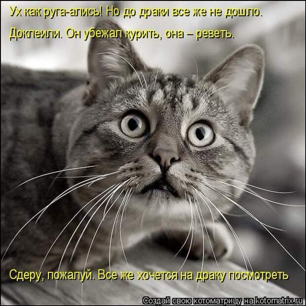 Лучшие котоматрицы недели