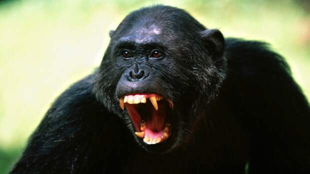 4. Шимпанзе. животные, опасные животные