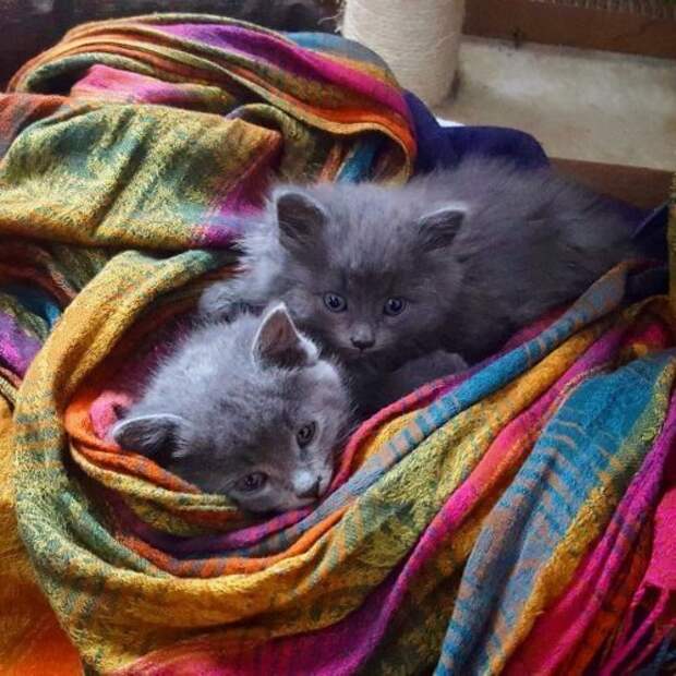 Счастливая история двух котят, спасенных от смертельных морозов история котят, котята, спасение котят