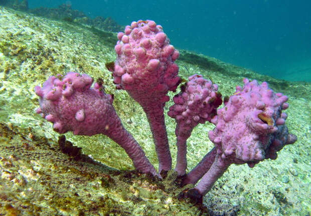 Pyura chilensis — «кровоточащий камень» с морского дна
