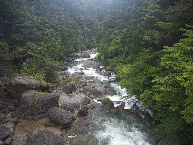 Япония, Якусима, остров, якушима, yakushima, лес, yakusugi land, мох, камни, поход, зеленый, дерево, река