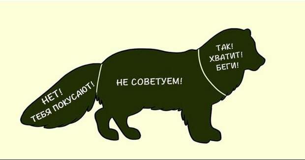 kak-nuzhno-gladit-zhivotnyx_12_1