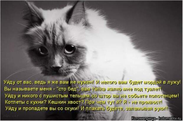 Котоматрицы (картинки с надписями)