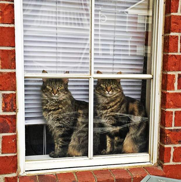 животные близнецы коты у окна