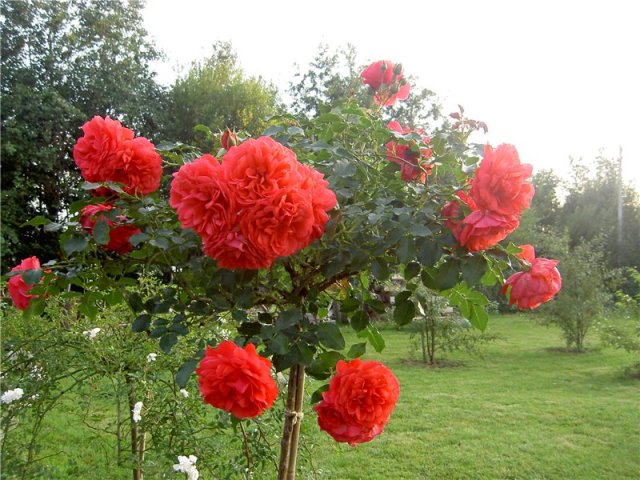 19 (640x480, 87Kb)