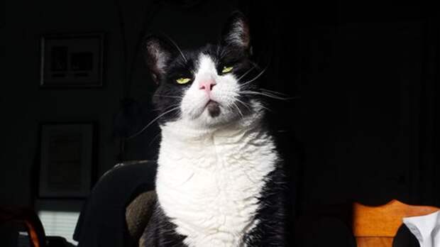 Коты и кошки (28 фото)