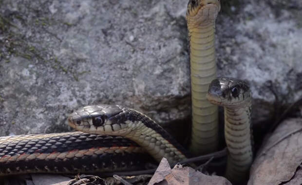 И только в сентябре змеи возвращаются в свои логова. Жители окрестностей облегченно вздыхают: до следующего змееапокалипсиса остается еще целых 8 месяцев.