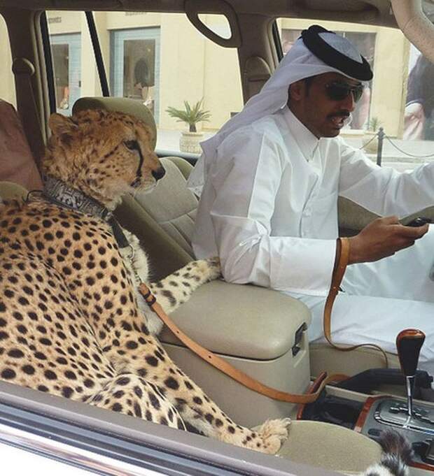Такое возможно только в Дубае дубай, животные, люди, юмор