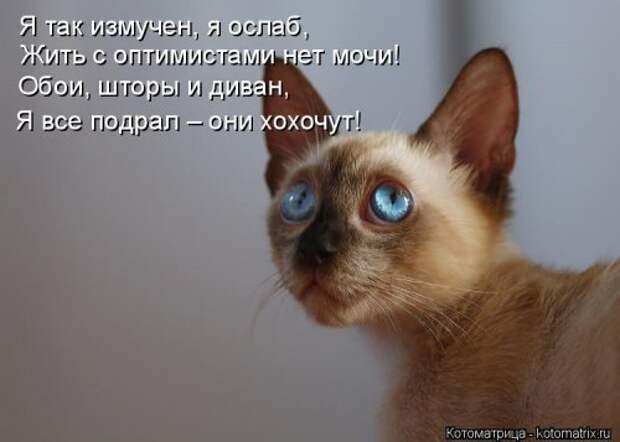 Новая котоматрица на Бугаге (28 фото)