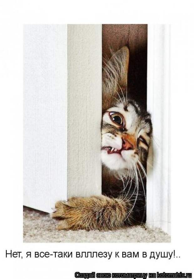 Котоматрица