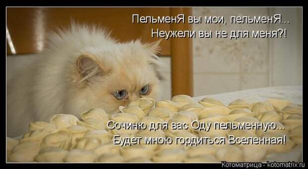 Лучшие котоматрицы недели (50 фото)