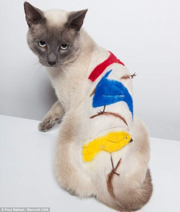 котики остриженные 